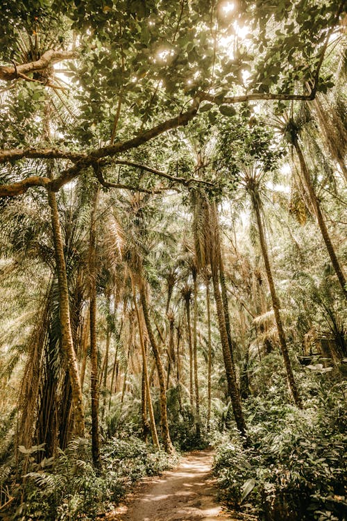 Narrow path between green trees in rainforest