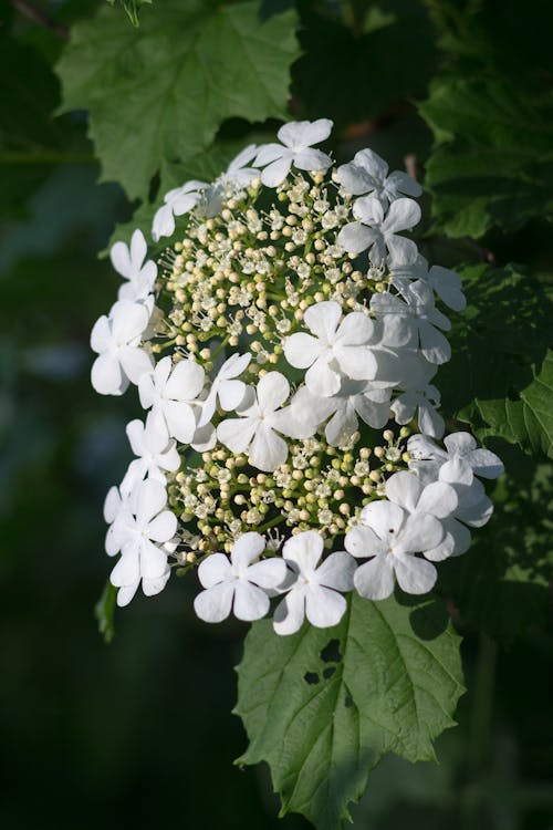 White Flowers of Climbing Hydrangea