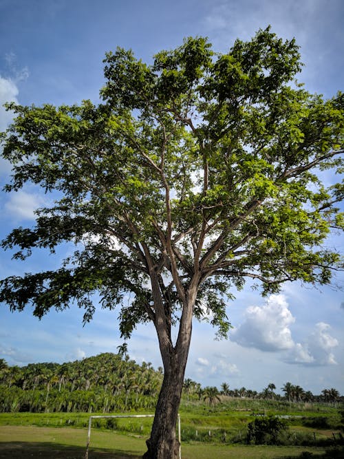 Albero Verde Sotto Il Cielo Blu