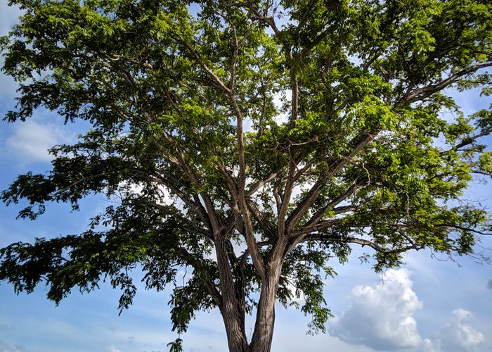 Narra Tree Shoots - Urban Goes Green Plant Guide