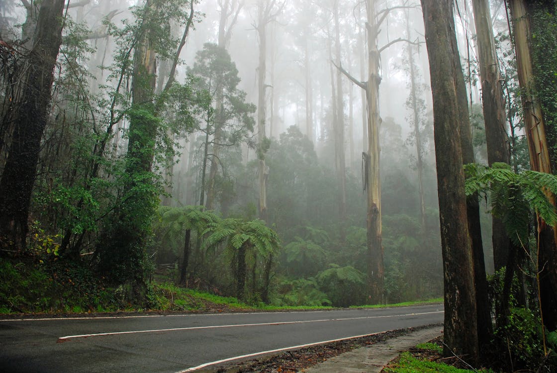 Asphalt Forest Road Between Trees