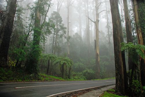 Free Foggy forest road in Mount Dandenong, Australia, surrounded by tall trees and mist. Stock Photo