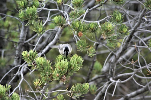 Photos gratuites de aiguille, branche, comportement animal