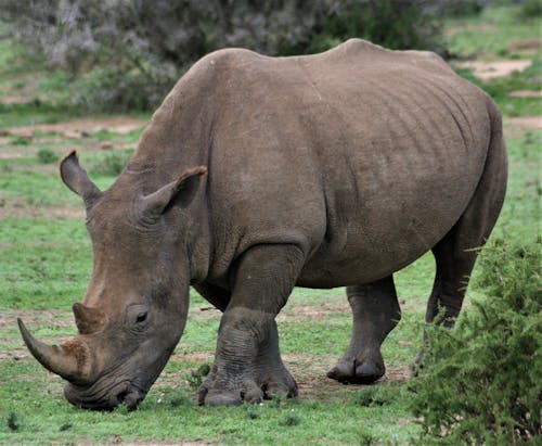 Photos gratuites de animal, animal de safari, espèce en voie d'extinction