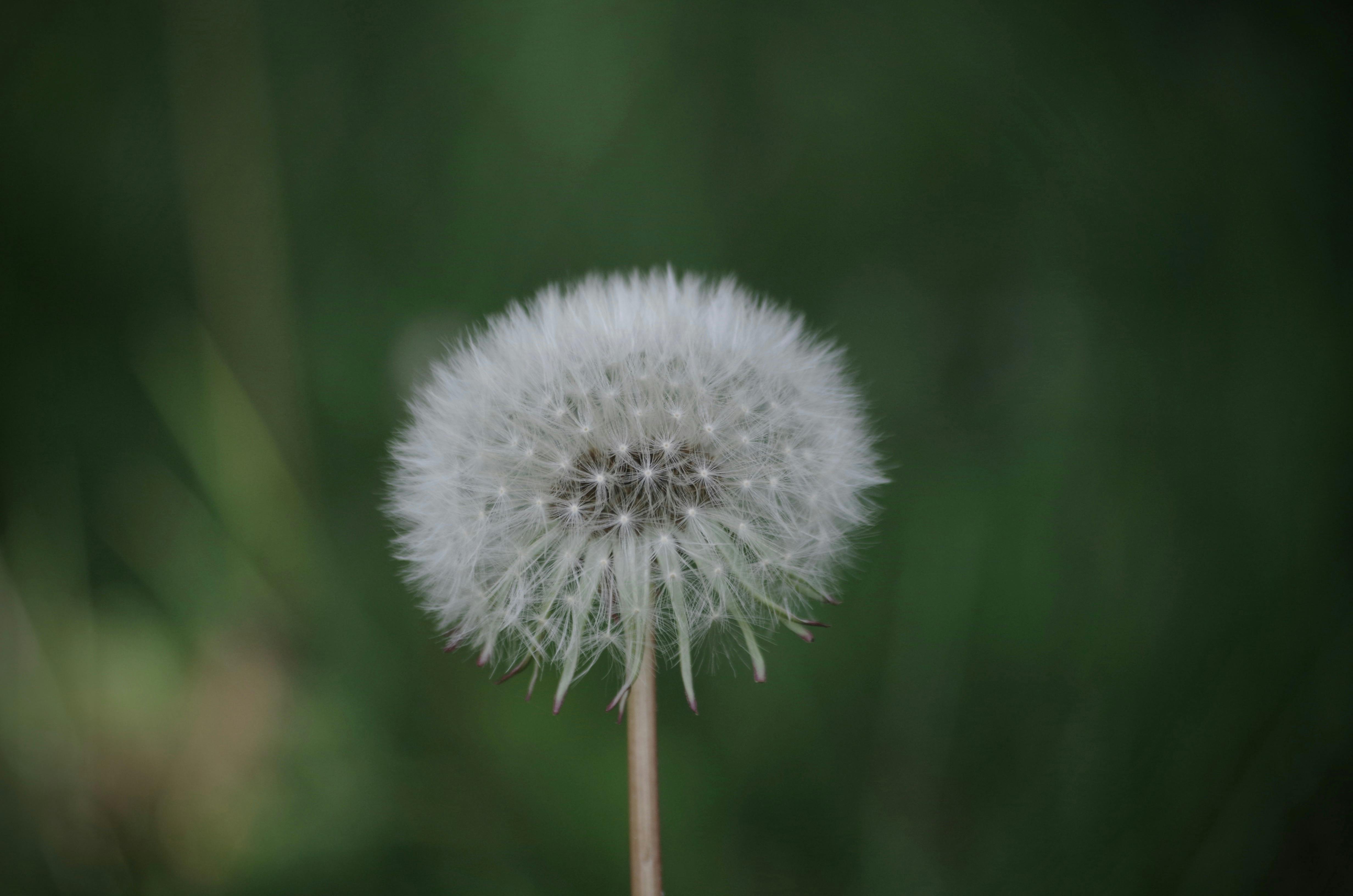 Hình ảnh hoa bồ công anh (Dandelion stock photo): Tìm hiểu về thế giới hoa bồ công anh với những hình ảnh độc đáo và sắc nét mang đến cho bạn một trãi nghiệm thú vị. Sự tinh tế và độc đáo của bông hoa bồ công anh được tái hiện qua những tác phẩm nghệ thuật, từ sáng tạo đến cổ điển. Hãy chiêm ngưỡng và trải nghiệm vẻ đẹp kỳ diệu của hoa bồ công anh!