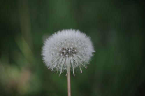 Free Detailed close-up shot of a fluffy dandelion against a blurred green background. Stock Photo