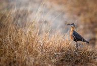 Wild bird standing on grassy meadow in nature