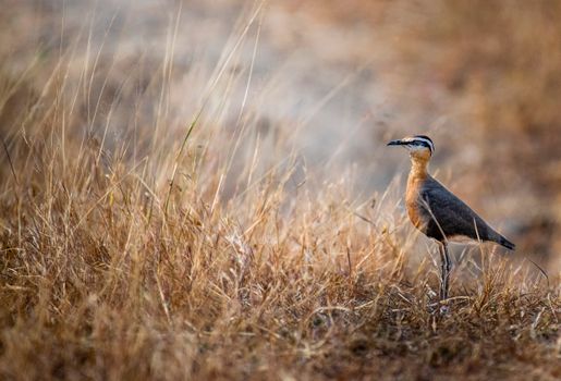 Wild bird standing on grassy meadow in nature