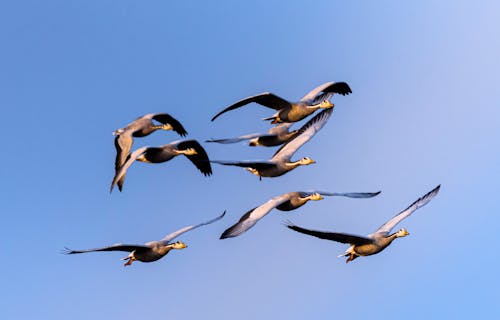 Flock of wild bar headed geese with spread wings hovering over clear blue sky