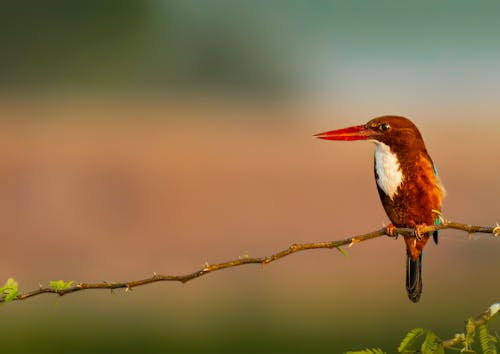 Small white throated kingfisher on branch