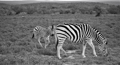 Zebra and a Foal on Grassland