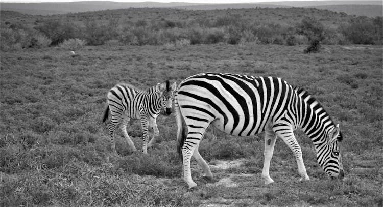 Zebra And A Foal On Grassland