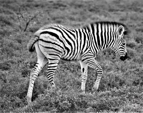 Kostenlos Kostenloses Stock Foto zu african wildlife, afrikanische ebenen, barbarisch Stock-Foto