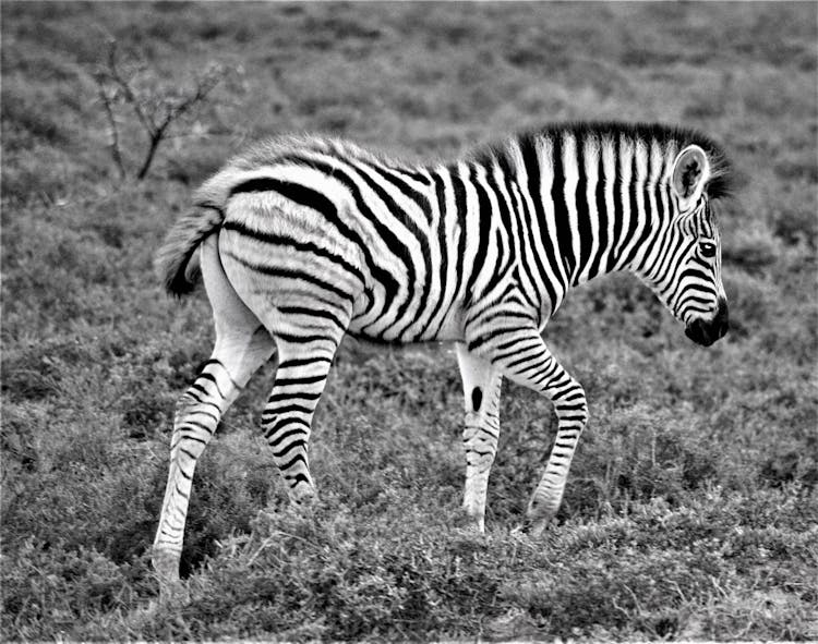 Zebra Foal Walking On Grassland