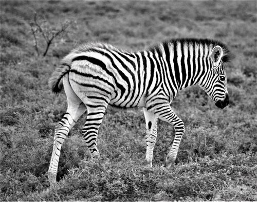 Free A captivating black and white image of a zebra foal standing in the wild. Stock Photo