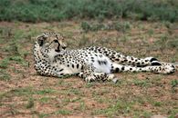Medium Shot of a Cheetah Resting