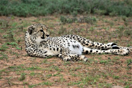 Free A relaxed cheetah lounging on the grassy plains, showcasing its majestic spotted coat. Stock Photo