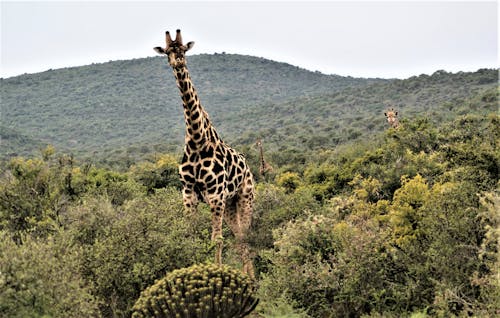 Kostnadsfri bild av djurfotografi, giraffa, giraffer