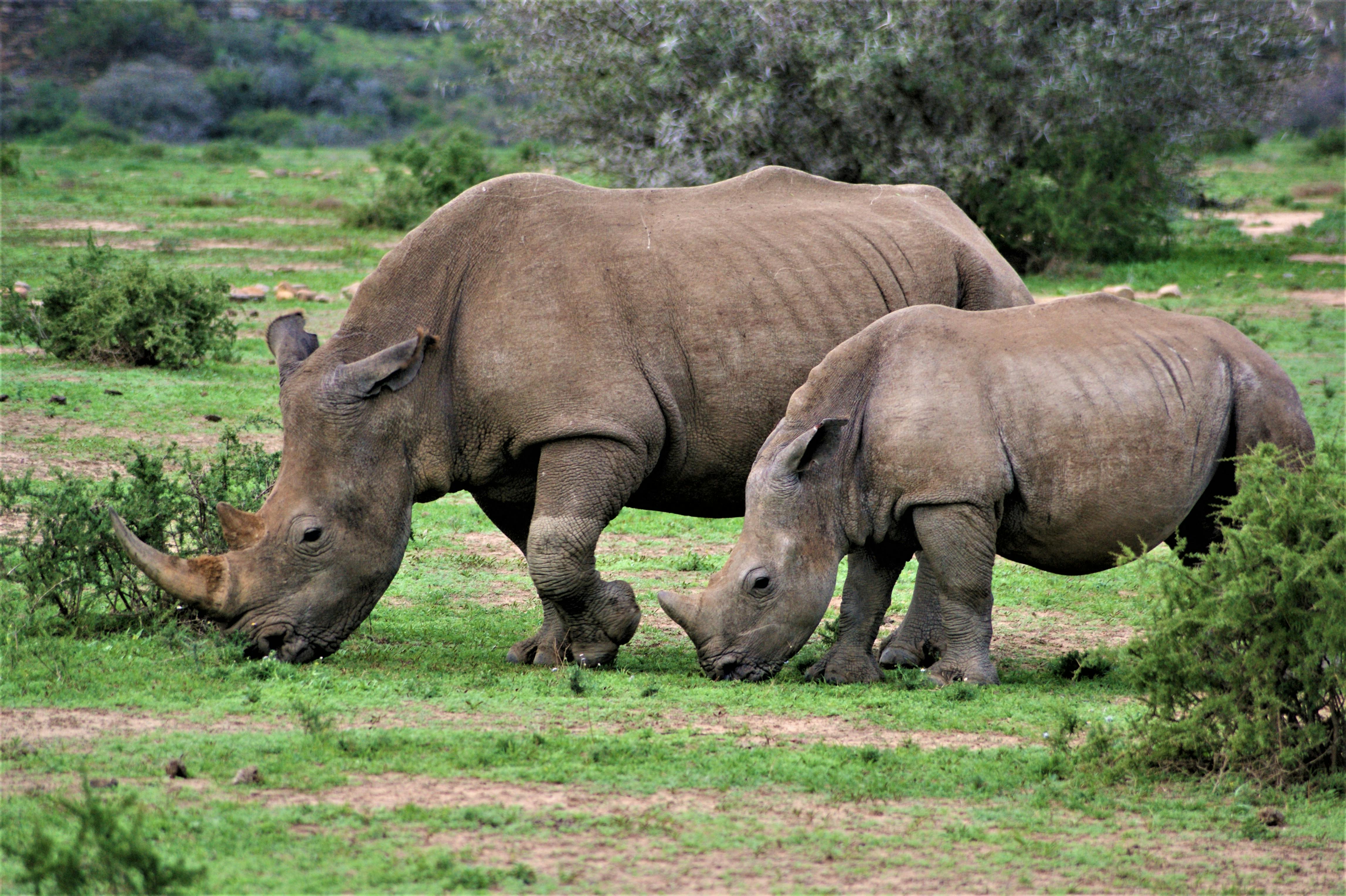 a photo of rhinoceros and its offspring