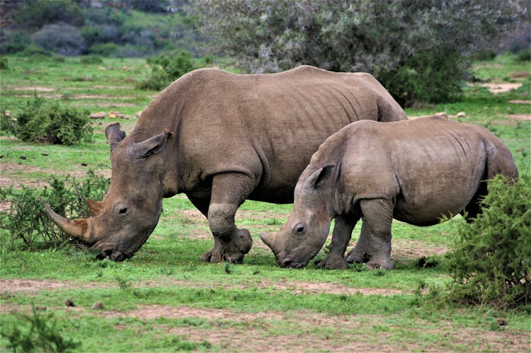 A Photo Of Rhinoceros And Its Offspring