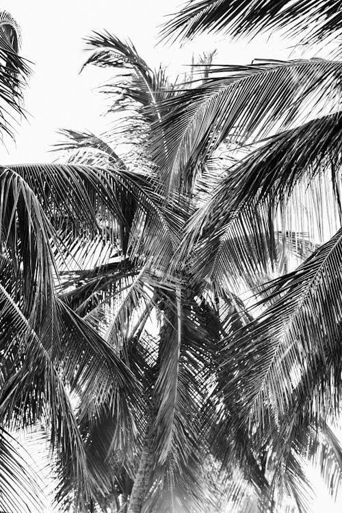 From below black and white of textured backdrop of tropical trees with wavy leaves