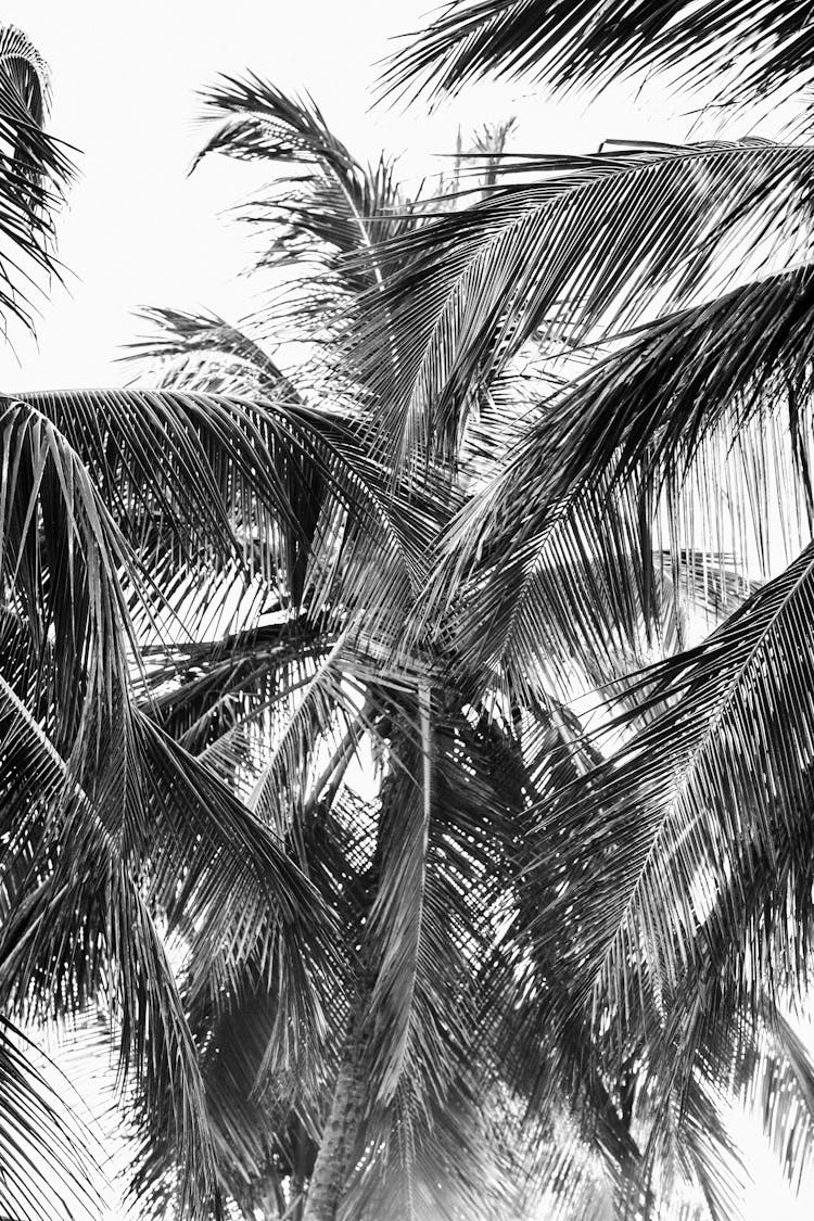 Lush Palm Tree Leaves Under White Sky