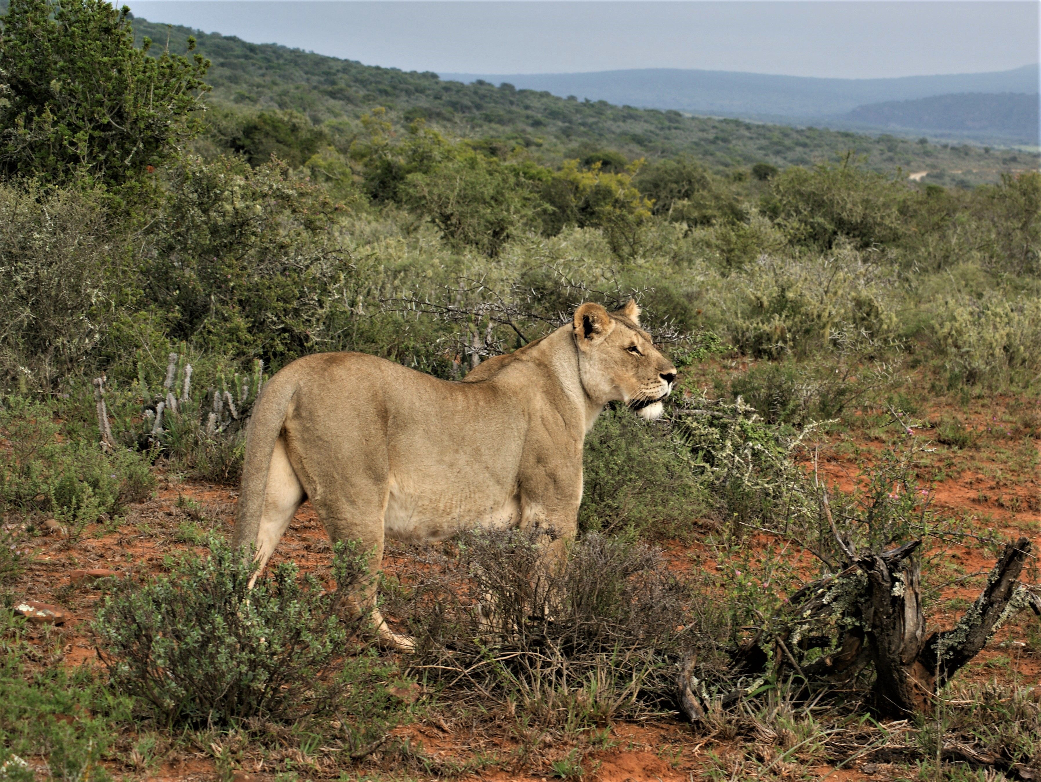 A majestic lioness prowling the South African savanna, showcasing wildlife in its natural habitat.
