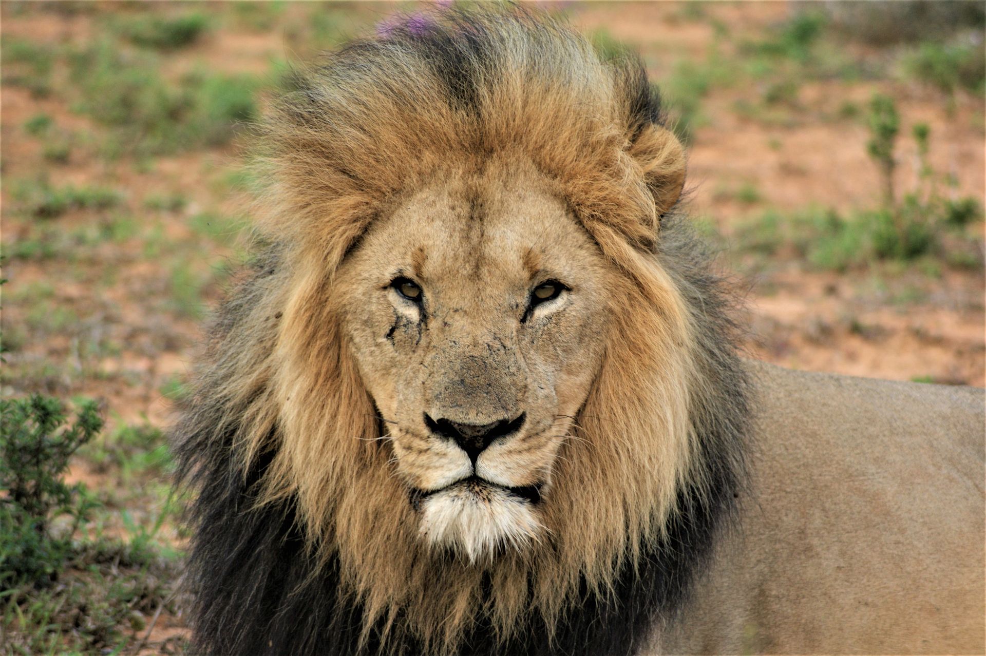 Brown Lion in Close Up Photography