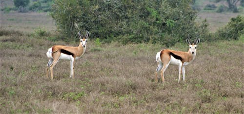 Free Gratis stockfoto met antilopen, beesten, dieren in het wild Stock Photo