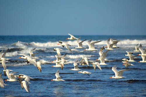 Flock of Birds Flying over the Sea
