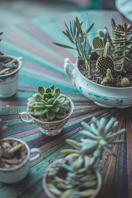 Green Cacti on Ceramic Pots