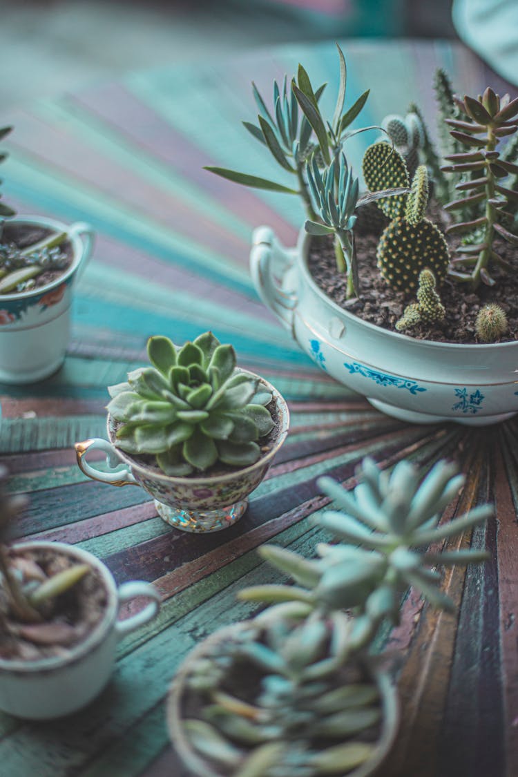 Green Cacti On Ceramic Pots