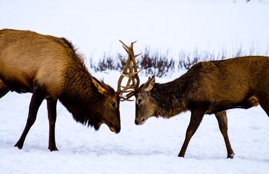 Two Deer Clash Antlers 