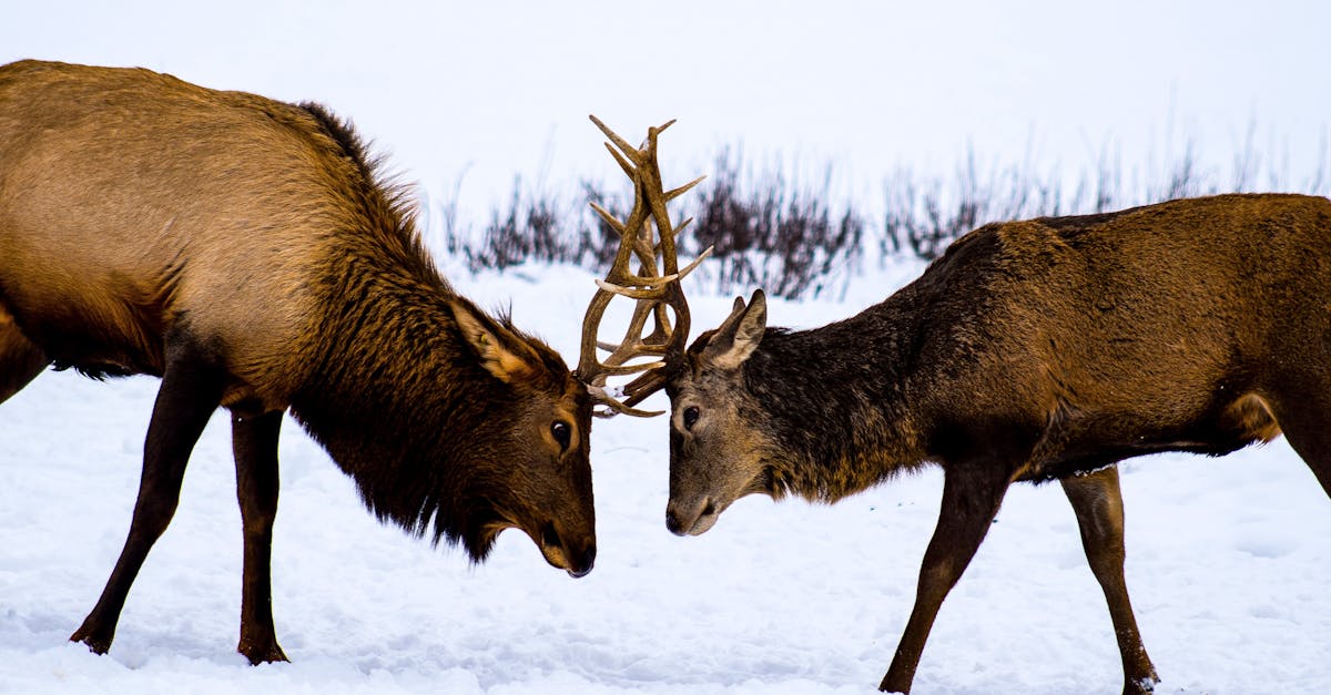 Two Deer Clash Antlers · Free Stock Photo