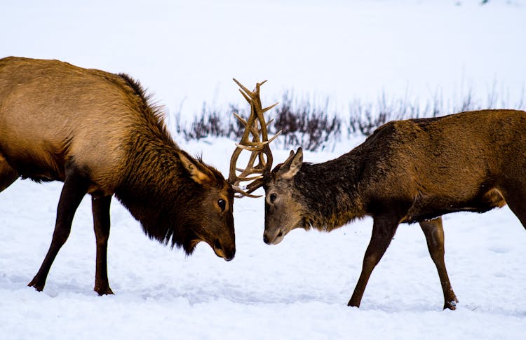 Two Deer Clash Antlers 