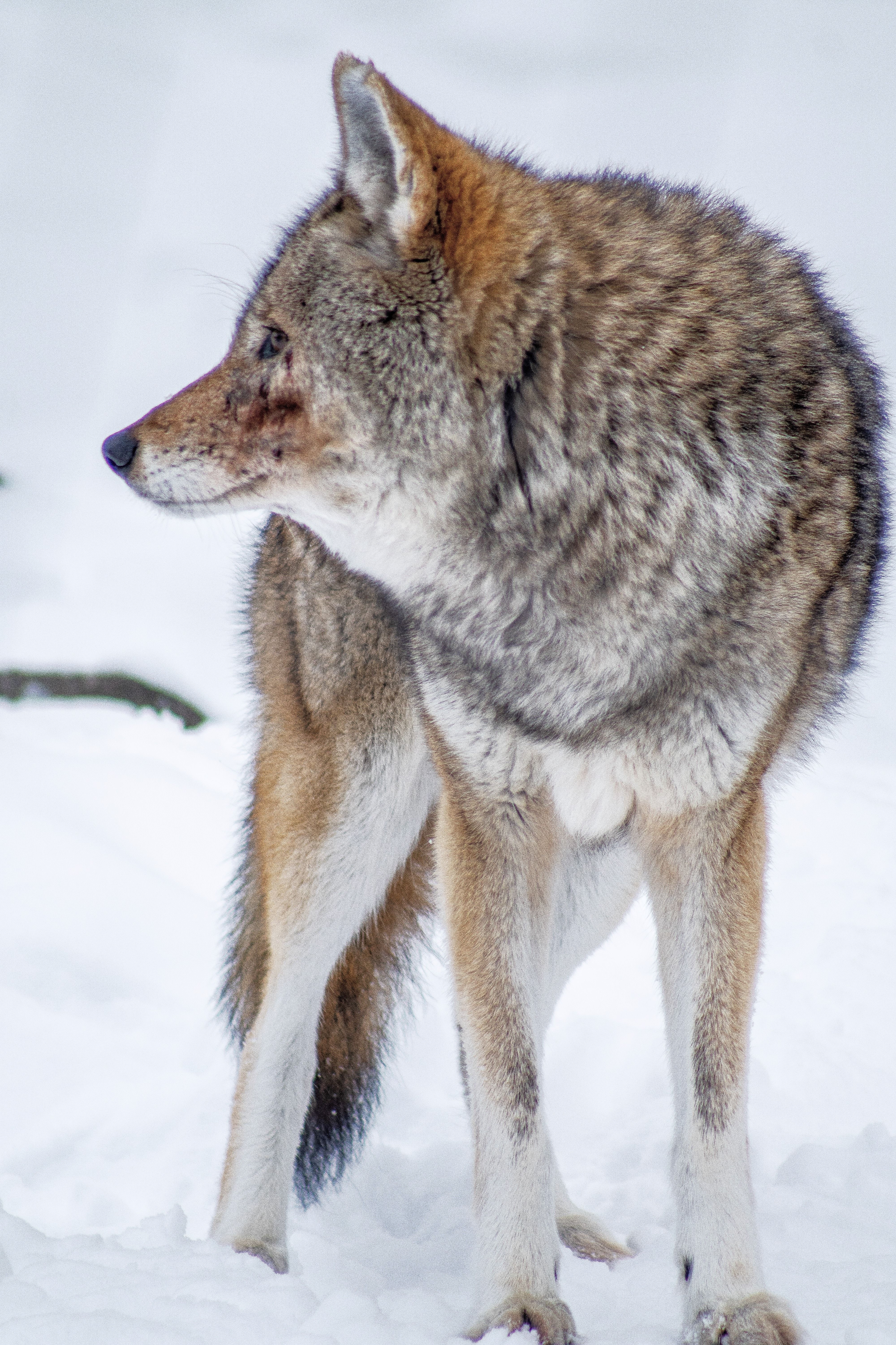 Free stock photo of coyote