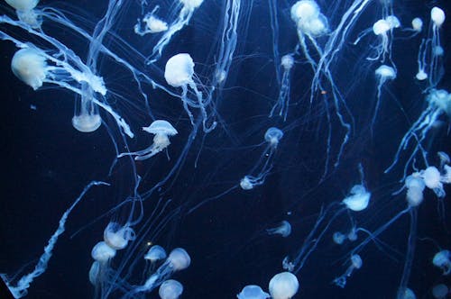 A Photo of Jellyfish Swimming