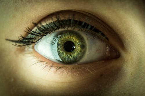 Free Persons Green and Brown Eye Stock Photo