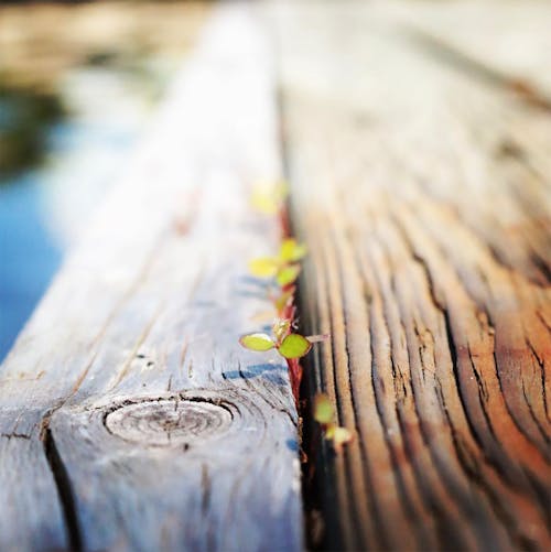Бесплатное стоковое фото с голубое озеро, дерево, деревянные детали