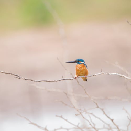 Free Kingfisher Bird Perched On Tree Branch Stock Photo