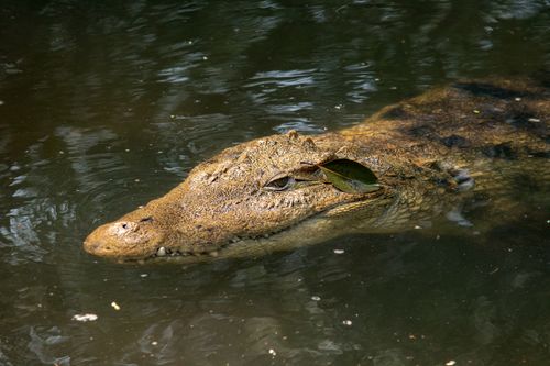 Free Close-up of a crocodile swimming in a river, showcasing its natural habitat. Stock Photo