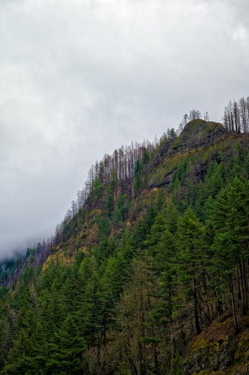 Free Mountain ridge covered with green trees under overcast sky Stock Photo