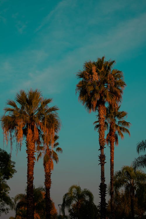 Зеленые пальмы под голубым небом