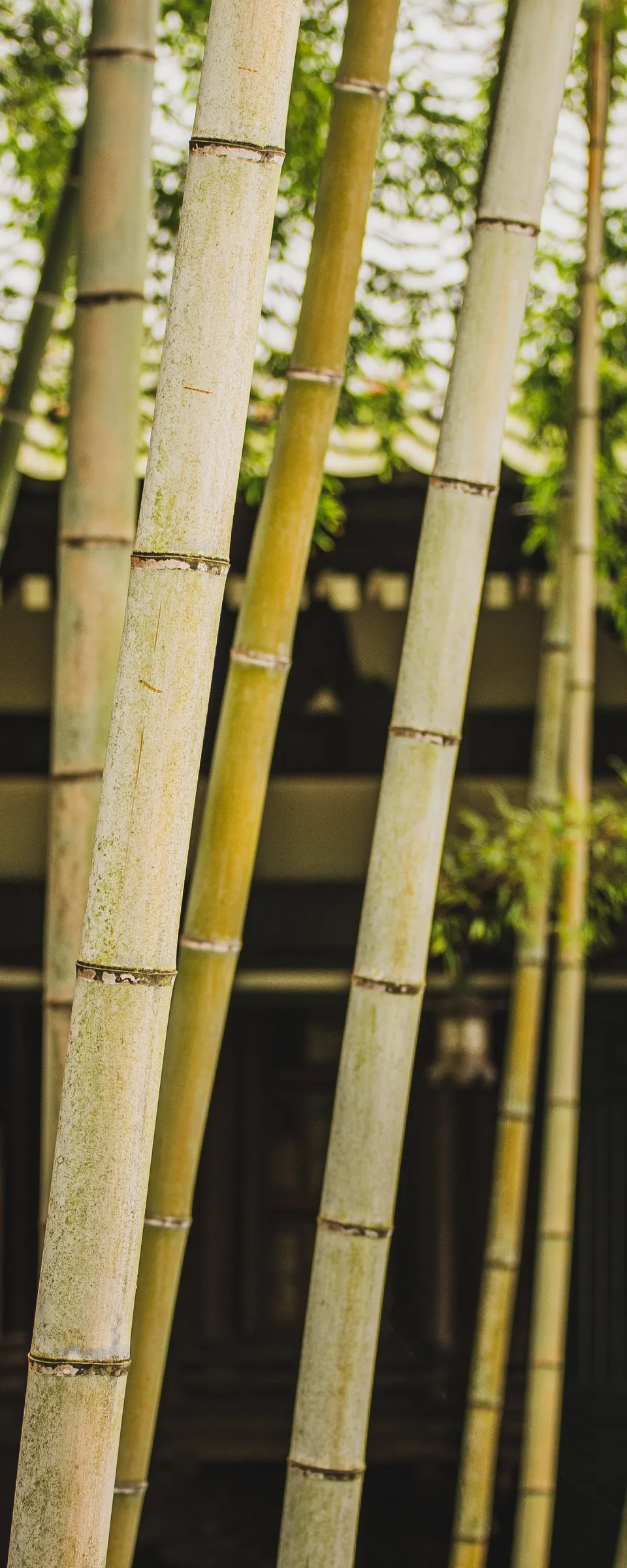 Kamakura Private Day Tour from Tokyo: Great Buddha, Bamboo Grove and Coast