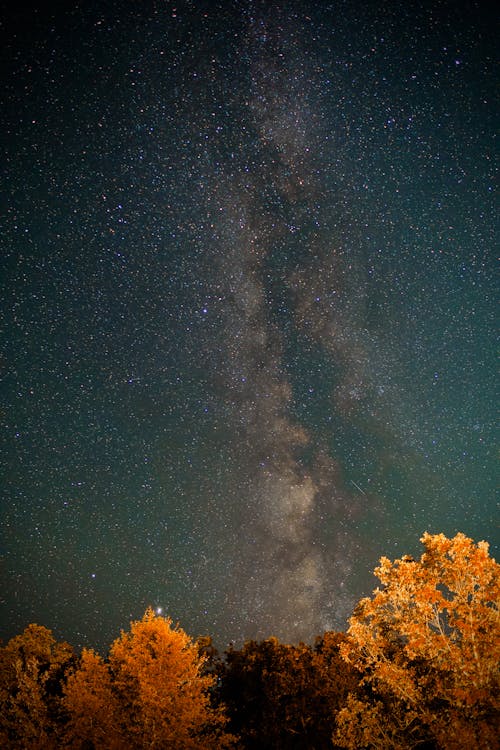 Trees With Fall Colors Under A Starry Sky During Nighttime