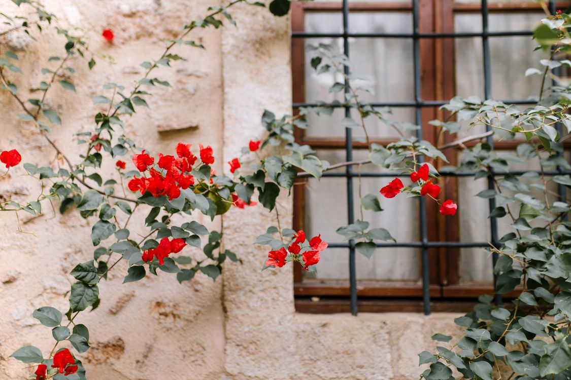 Flores Rojas En La Ventana De Madera Marrón · Foto de stock gratuita