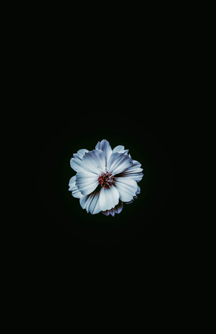 Close Up Of Blue Flower On Black Background