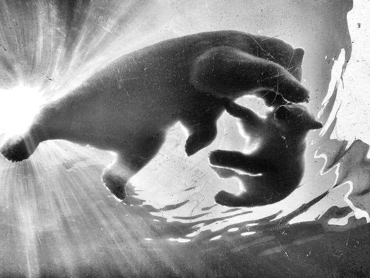 Underwater Shot Of Polar Bear Family