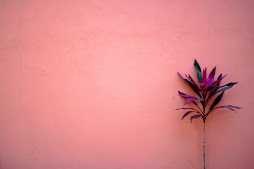 Groene En Rode Plant Op Roze Geschilderde Muur