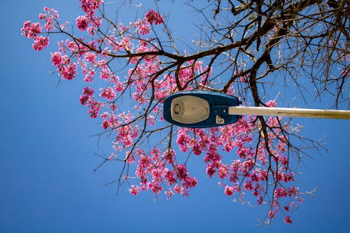 Δωρεάν στοκ φωτογραφιών με sakura, ανθισμένος, γαλάζιος ουρανός